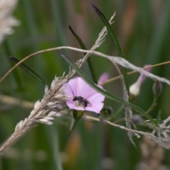 Lasioglossum (Chilalictus) sp. (genus & subgenus) (Halictid bee) at Gungaderra Grasslands - 22 Dec 2023 by pixelnips