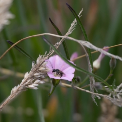 Lasioglossum (Chilalictus) sp. (genus & subgenus) (Halictid bee) at Gungaderra Grasslands - 22 Dec 2023 by pixelnips