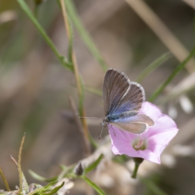 Zizina otis (Common Grass-Blue) at Crace, ACT - 22 Dec 2023 by pixelnips