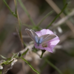 Zizina otis at Gungaderra Grassland (GUN_6) - 22 Dec 2023