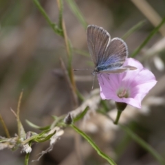 Zizina otis at Gungaderra Grassland (GUN_6) - 22 Dec 2023