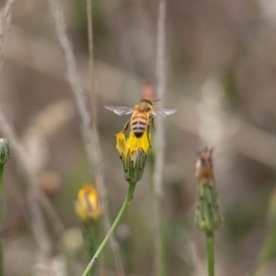 Apis mellifera (European honey bee) at Crace, ACT - 22 Dec 2023 by pixelnips