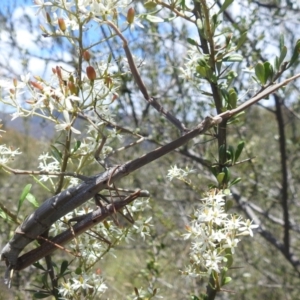 Archimantis latistyla at McQuoids Hill - 22 Dec 2023