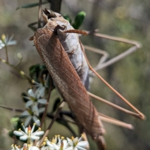 Archimantis latistyla at McQuoids Hill - 22 Dec 2023