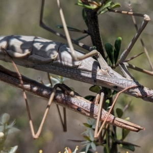 Archimantis latistyla at McQuoids Hill - 22 Dec 2023