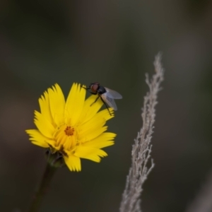 Muscoidea (super family) at Gungaderra Grassland (GUN_6) - 22 Dec 2023