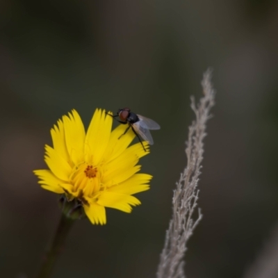 Muscoidea (super family) at Gungaderra Grassland (GUN_6) - 22 Dec 2023 by pixelnips