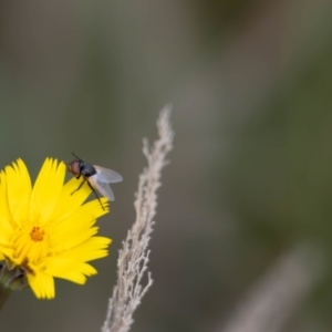 Muscoidea (super family) at Gungaderra Grassland (GUN_6) - 22 Dec 2023