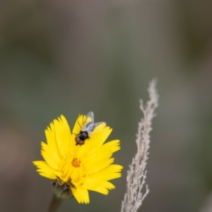 Muscoidea (super family) at Gungaderra Grassland (GUN_6) - 22 Dec 2023