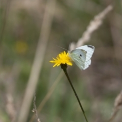 Pieris rapae (Cabbage White) at Crace, ACT - 22 Dec 2023 by pixelnips