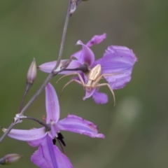 Runcinia acuminata (Pointy Crab Spider) at Gungaderra Grassland (GUN_6) - 22 Dec 2023 by pixelnips