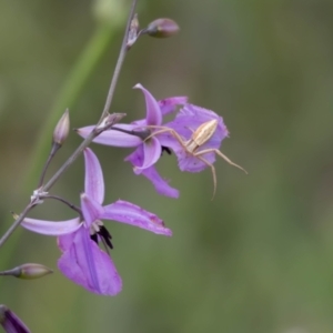 Runcinia acuminata at Gungaderra Grassland (GUN_6) - 22 Dec 2023