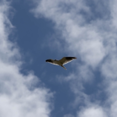 Elanus axillaris (Black-shouldered Kite) at Gungaderra Grassland (GUN_6) - 22 Dec 2023 by pixelnips