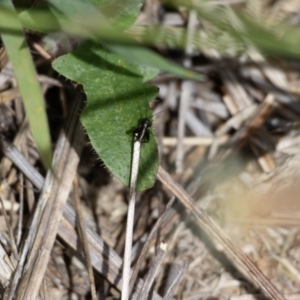 Grylloidea (superfamily) at Gungaderra Grassland (GUN_6) - 22 Dec 2023 01:32 PM