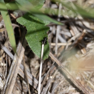 Grylloidea (superfamily) (Unidentified cricket) at Gungaderra Grassland (GUN_6) - 22 Dec 2023 by pixelnips