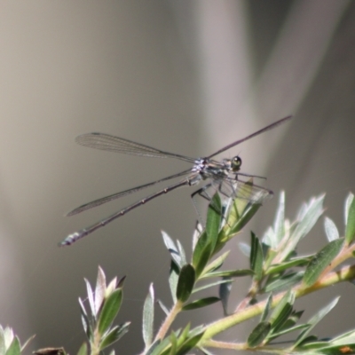 Austroargiolestes sp. (genus) (Flatwing) at QPRC LGA - 22 Dec 2023 by Csteele4