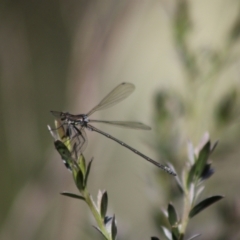 Austroargiolestes sp. (genus) at QPRC LGA - 22 Dec 2023