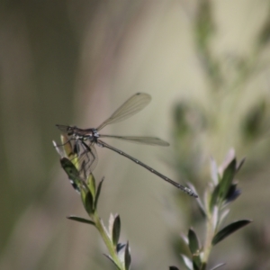 Austroargiolestes sp. (genus) at QPRC LGA - 22 Dec 2023