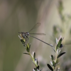 Austroargiolestes sp. (genus) at QPRC LGA - 22 Dec 2023