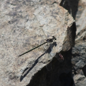 Austroargiolestes sp. (genus) at QPRC LGA - 22 Dec 2023