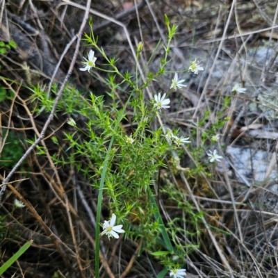 Stellaria pungens (Prickly Starwort) at QPRC LGA - 22 Dec 2023 by Csteele4