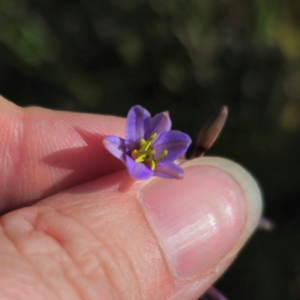 Dianella caerulea at QPRC LGA - 22 Dec 2023