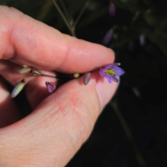 Dianella caerulea at QPRC LGA - 22 Dec 2023