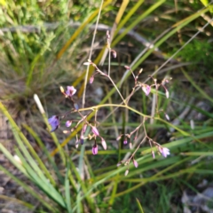 Dianella caerulea at QPRC LGA - 22 Dec 2023