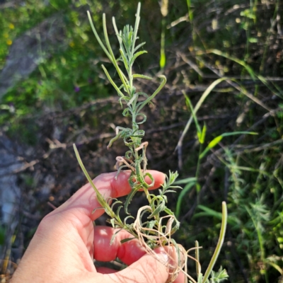 Epilobium hirtigerum (Hairy Willowherb) at QPRC LGA - 22 Dec 2023 by Csteele4