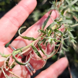 Epilobium hirtigerum at QPRC LGA - 22 Dec 2023