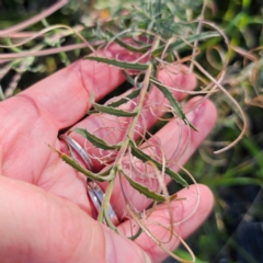 Epilobium hirtigerum at QPRC LGA - 22 Dec 2023