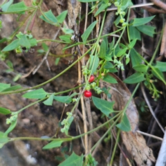 Einadia nutans subsp. nutans (Climbing Saltbush) at QPRC LGA - 22 Dec 2023 by Csteele4