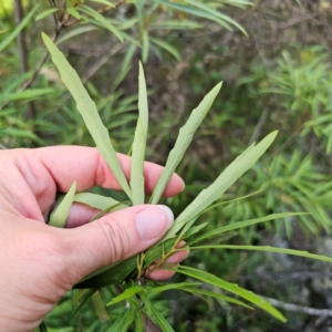 Lomatia myricoides at QPRC LGA - 22 Dec 2023