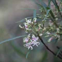 Lomatia myricoides at QPRC LGA - 22 Dec 2023