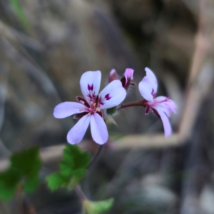 Pelargonium australe at QPRC LGA - 22 Dec 2023