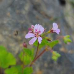 Pelargonium australe at QPRC LGA - 22 Dec 2023