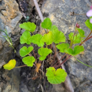 Pelargonium australe at QPRC LGA - 22 Dec 2023 05:02 PM