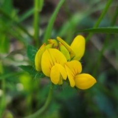 Lotus uliginosus (Birds-foot Trefoil) at QPRC LGA - 22 Dec 2023 by Csteele4