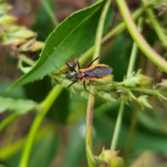 Gminatus australis (Orange assassin bug) at QPRC LGA - 22 Dec 2023 by Csteele4