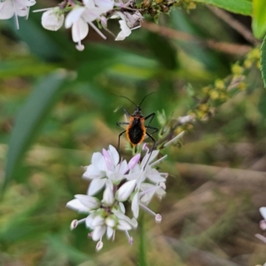 Gminatus australis at QPRC LGA - 22 Dec 2023