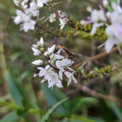 Gminatus australis at QPRC LGA - 22 Dec 2023