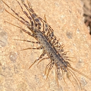 Scutigeridae (family) at Molonglo River Reserve - 22 Dec 2023