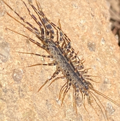 Scutigeridae (family) (A scutigerid centipede) at Coombs, ACT - 21 Dec 2023 by SteveBorkowskis