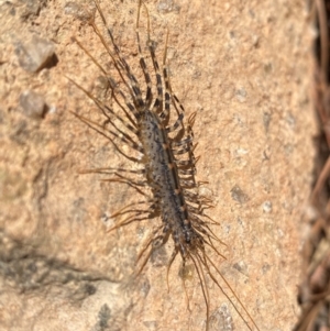 Scutigeridae (family) at Molonglo River Reserve - 22 Dec 2023