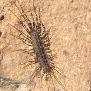 Scutigeridae (family) at Molonglo River Reserve - 22 Dec 2023