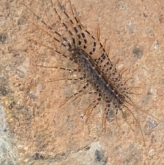 Scutigeridae (family) at Molonglo River Reserve - 22 Dec 2023