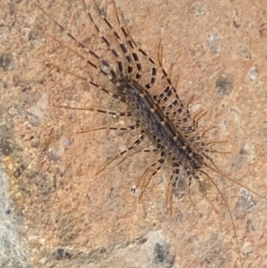 Scutigeridae (family) at Molonglo River Reserve - 22 Dec 2023 09:24 AM