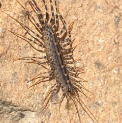 Scutigeridae (family) at Molonglo River Reserve - 22 Dec 2023