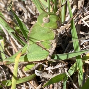 Gastrimargus musicus at Molonglo River Reserve - 22 Dec 2023