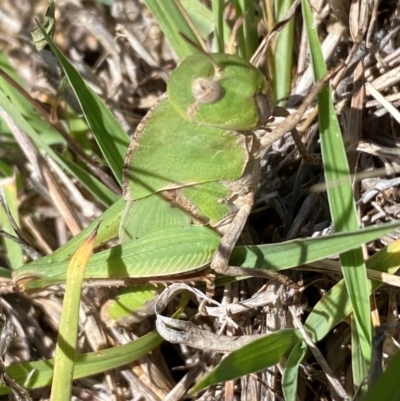 Gastrimargus musicus (Yellow-winged Locust or Grasshopper) at Molonglo River Reserve - 22 Dec 2023 by SteveBorkowskis